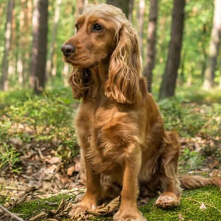 A cocker spaniel sitting in a forest