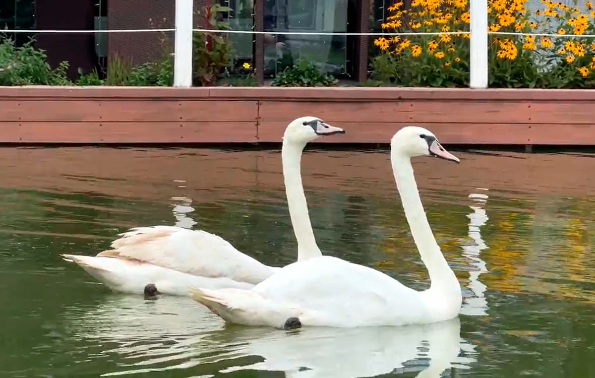 Two white swans swimming side by side